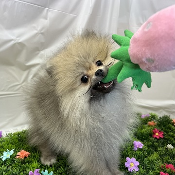 生体画像8