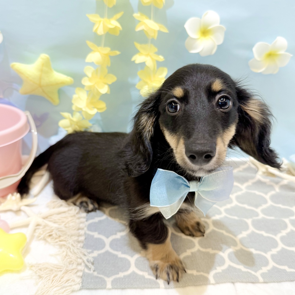 静岡県のミニチュアダックスフンド(ロング) (犬の家＆猫の里富士店/2025年4月3日生まれ/男の子/ブラックタン)の子犬の1枚目の画像