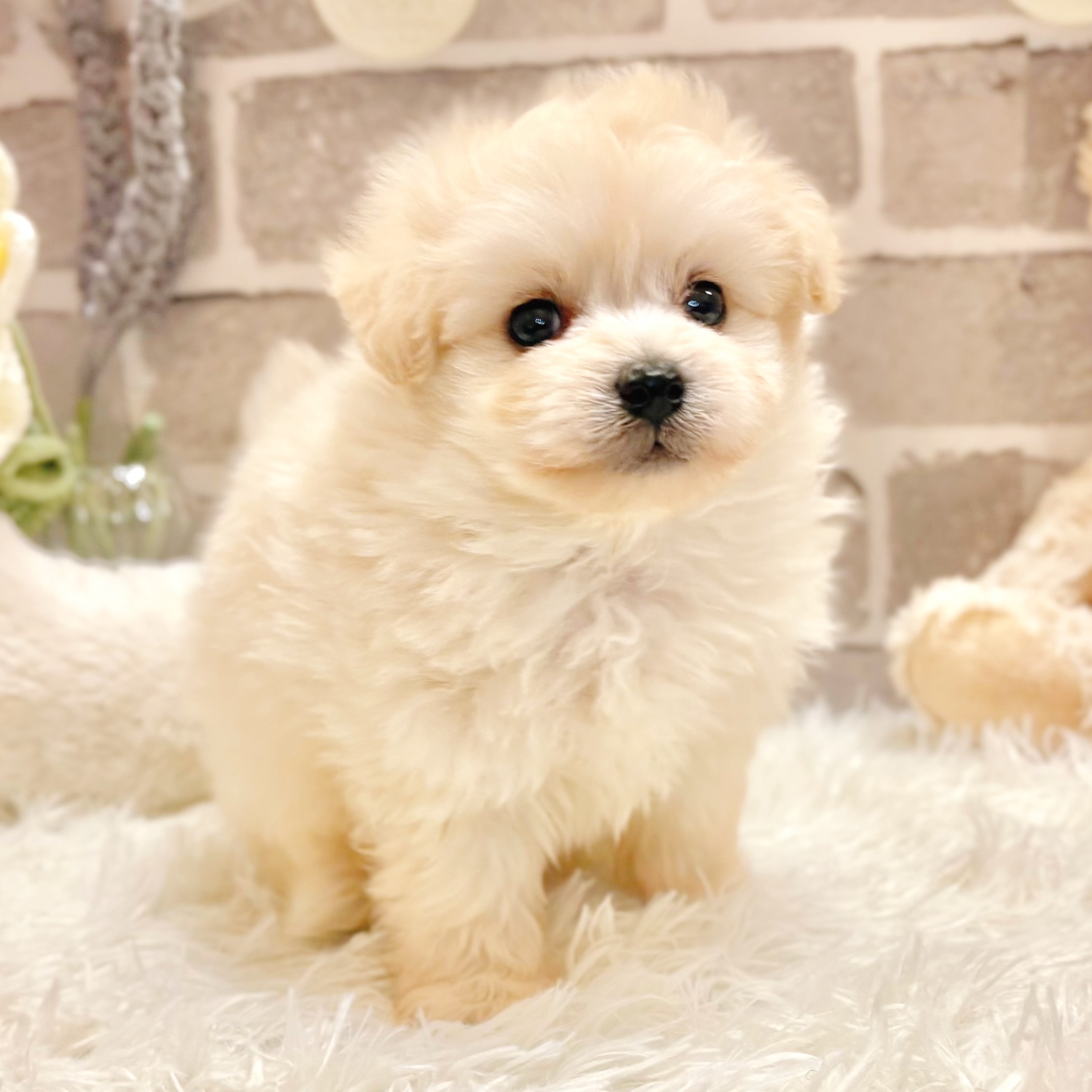 兵庫県のポメプー(ポメラニアン×プードル) (犬の家＆猫の里神戸店/2026年3月1日生まれ/男の子/クリーム)の子犬の1枚目の画像