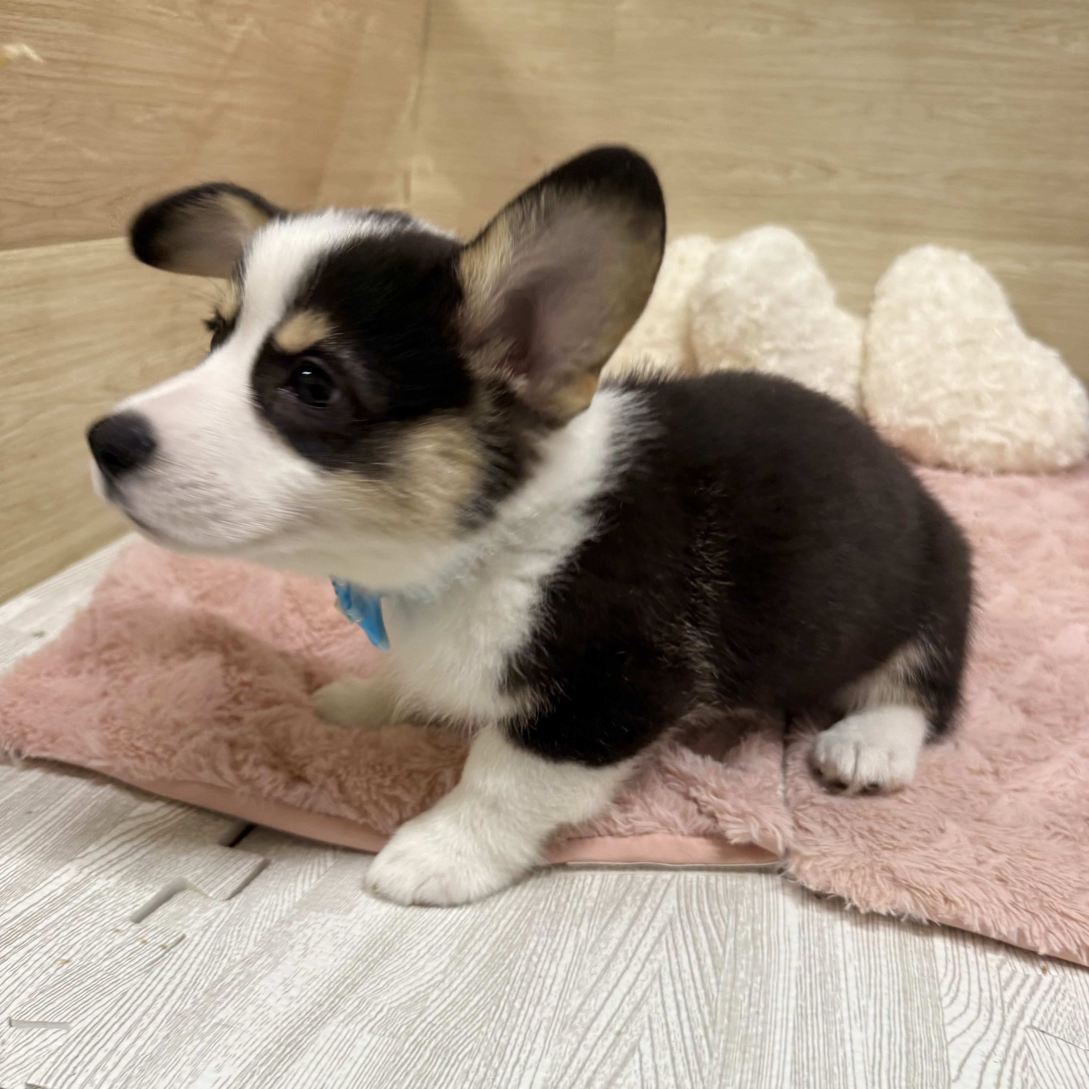 2025年8月26日生まれのウェルシュコーギーペンブロークの8枚目の写真