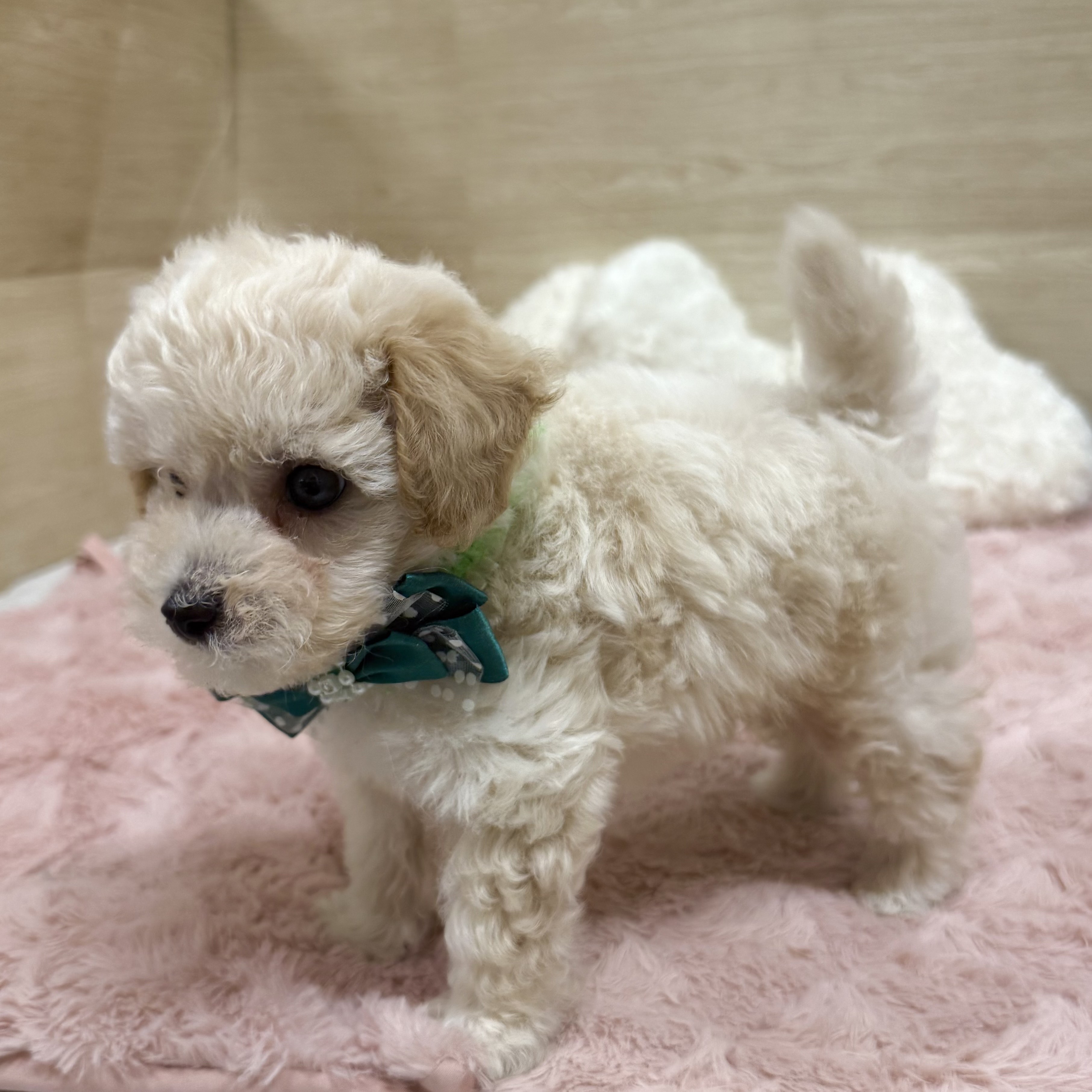 2025年8月27日生まれのビションプー(ビションフリーゼ×プードル)の8枚目の写真