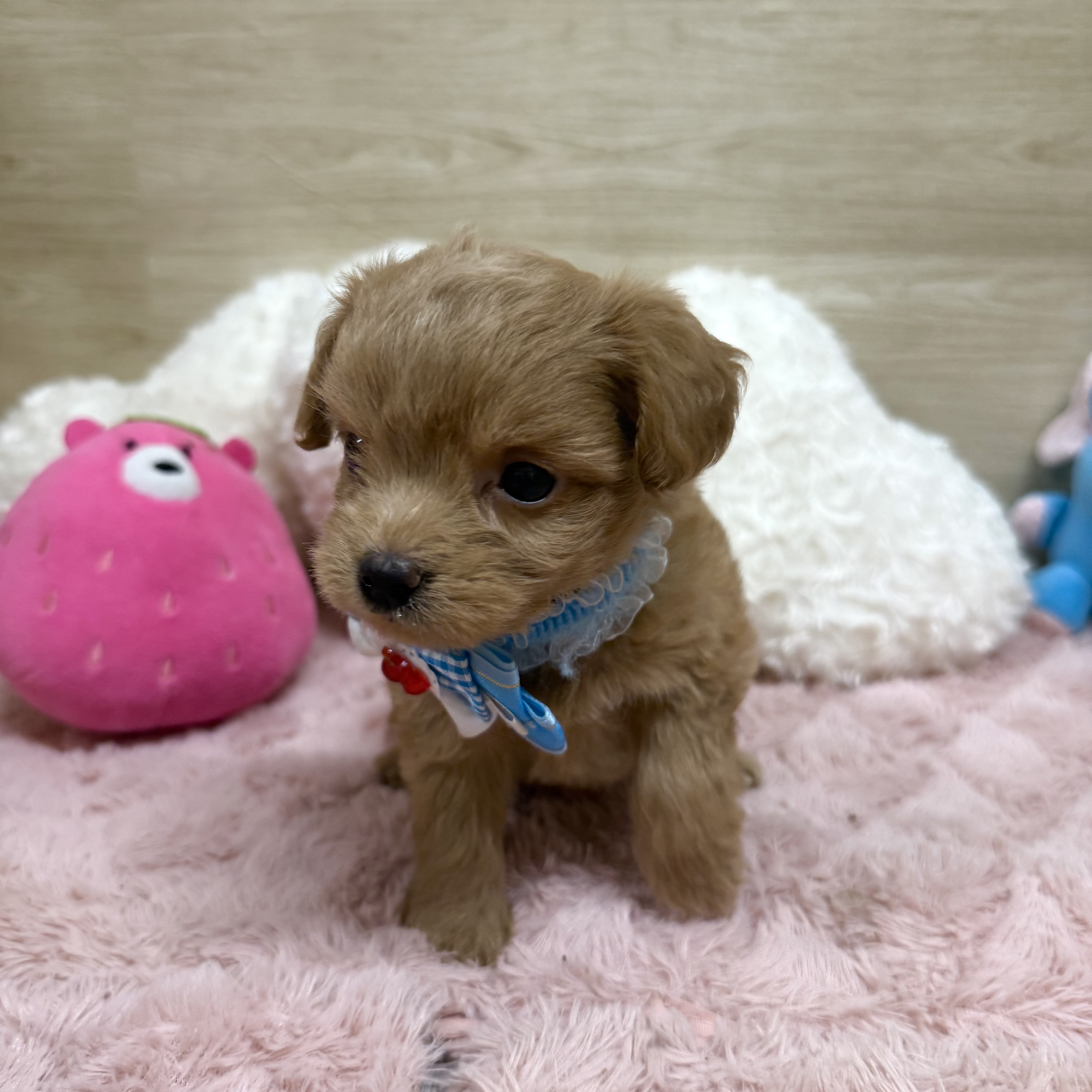 2025年8月28日生まれのチワプー/プーチー(チワワ×プードル)の8枚目の写真