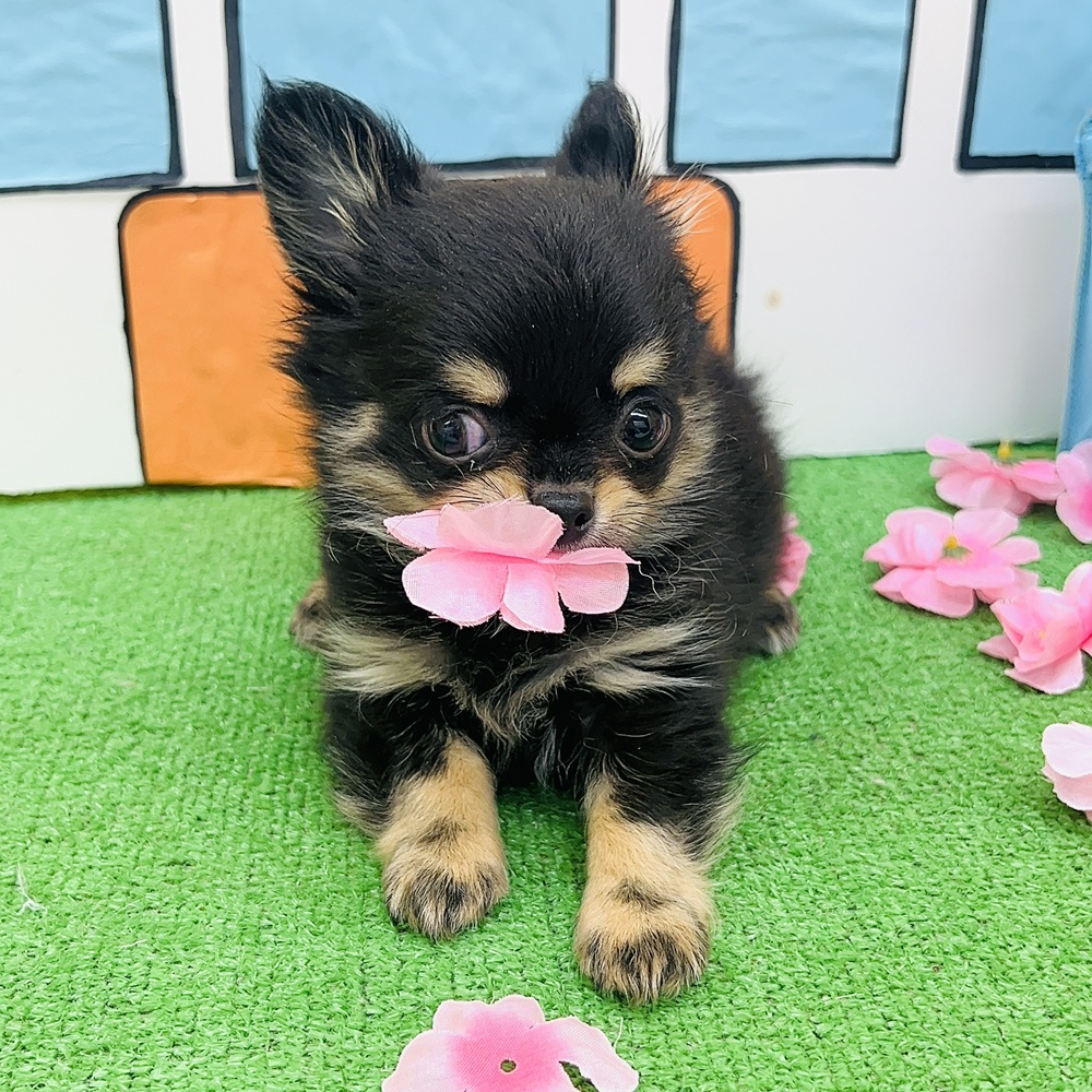愛知県のチワワ(ロング) (犬の家＆猫の里名古屋天白店/2026年1月11日生まれ/男の子/ブラックタン)の子犬の1枚目の画像