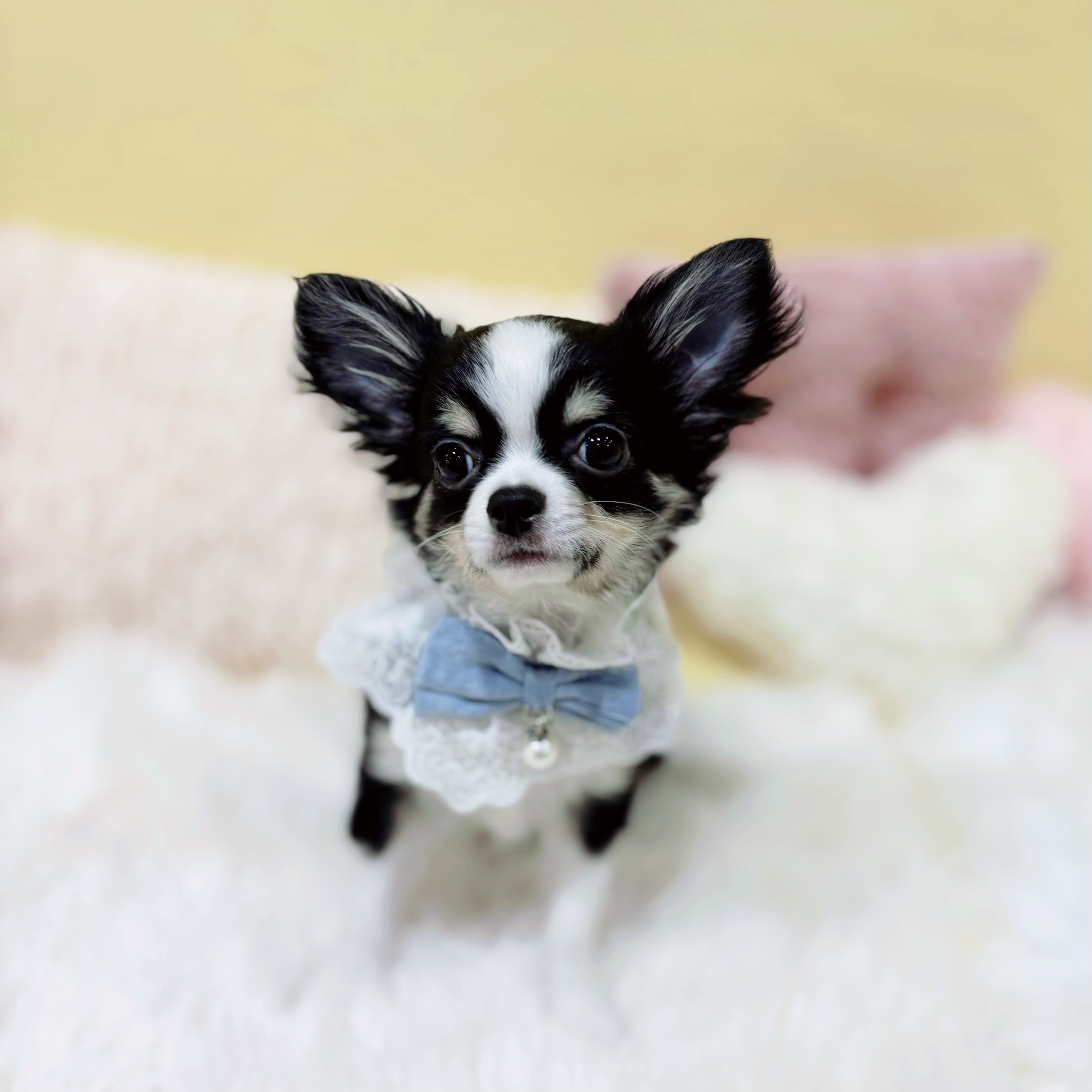 神奈川県のチワワ(ロング) (犬の家＆猫の里元住吉ブレーメン通り店/2025年10月18日生まれ/男の子/ブラックタンホワイト)の子犬の1枚目の画像