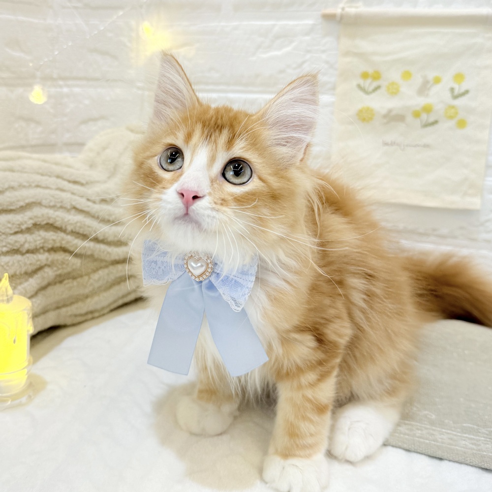 神奈川県のサイベリアン (犬の家＆猫の里元住吉ブレーメン通り店/2025年4月15日生まれ/男の子/レッドタビーホワイト)の子猫の1枚目の画像