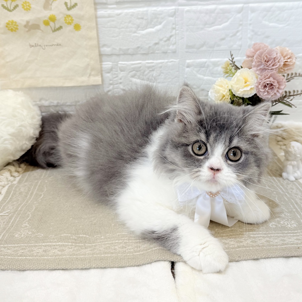 静岡県のスコティッシュフォールド (犬の家＆猫の里富士店/2025年4月14日生まれ/女の子/ブルーホワイト)の子猫の1枚目の画像