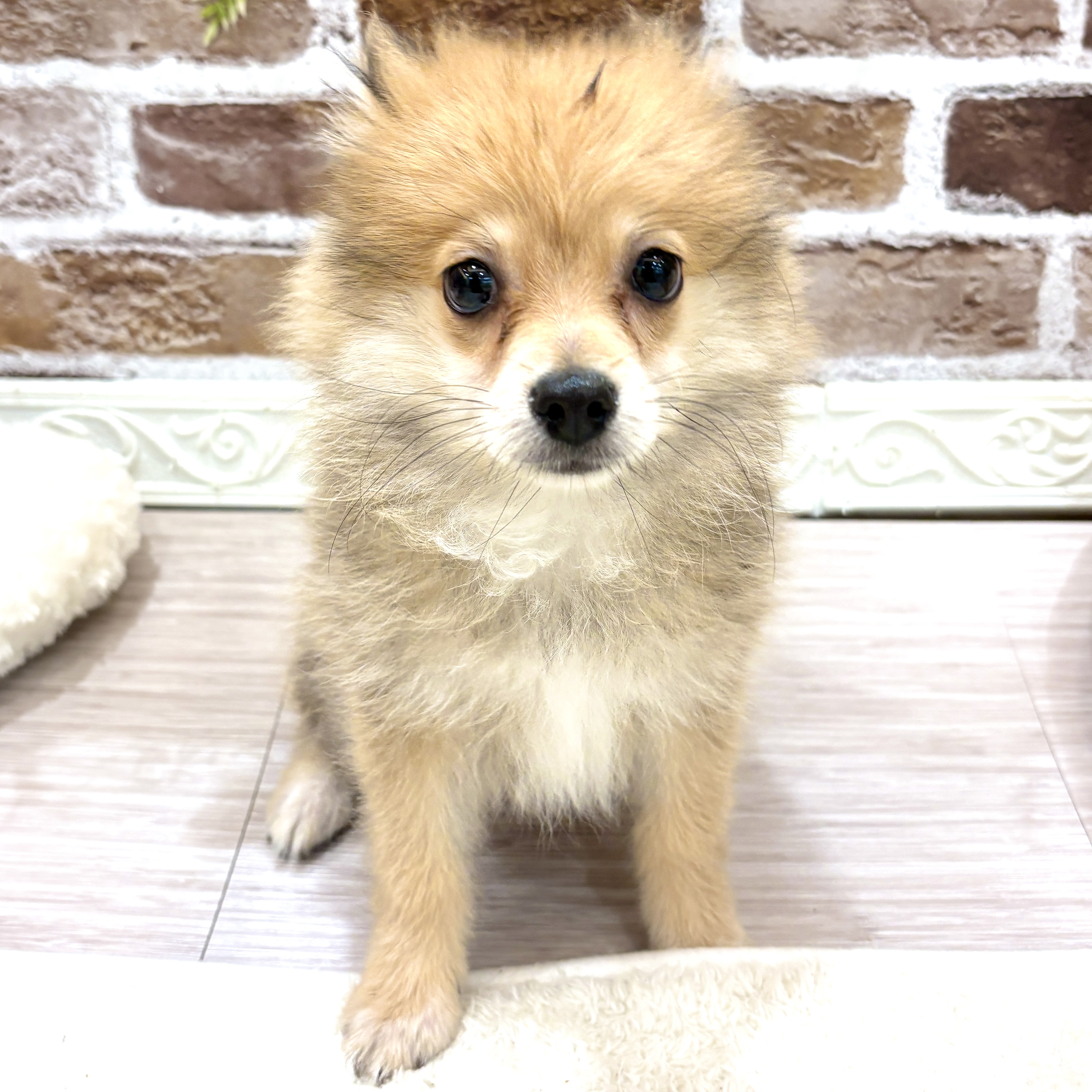 三重県のポメラニアン (犬の家＆猫の里三重桑名店/2026年7月13日生まれ/男の子/オレンジ)の子犬の1枚目の画像