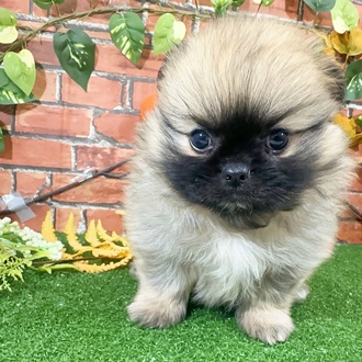 神奈川県のペキポメ/ポメペキ(ペキニーズ×ポメラニアン) (犬の家＆猫の里小田原店/2025年9月21日生まれ/男の子/フォーン)の子犬の1枚目の画像