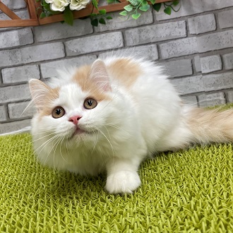 ペット画像8