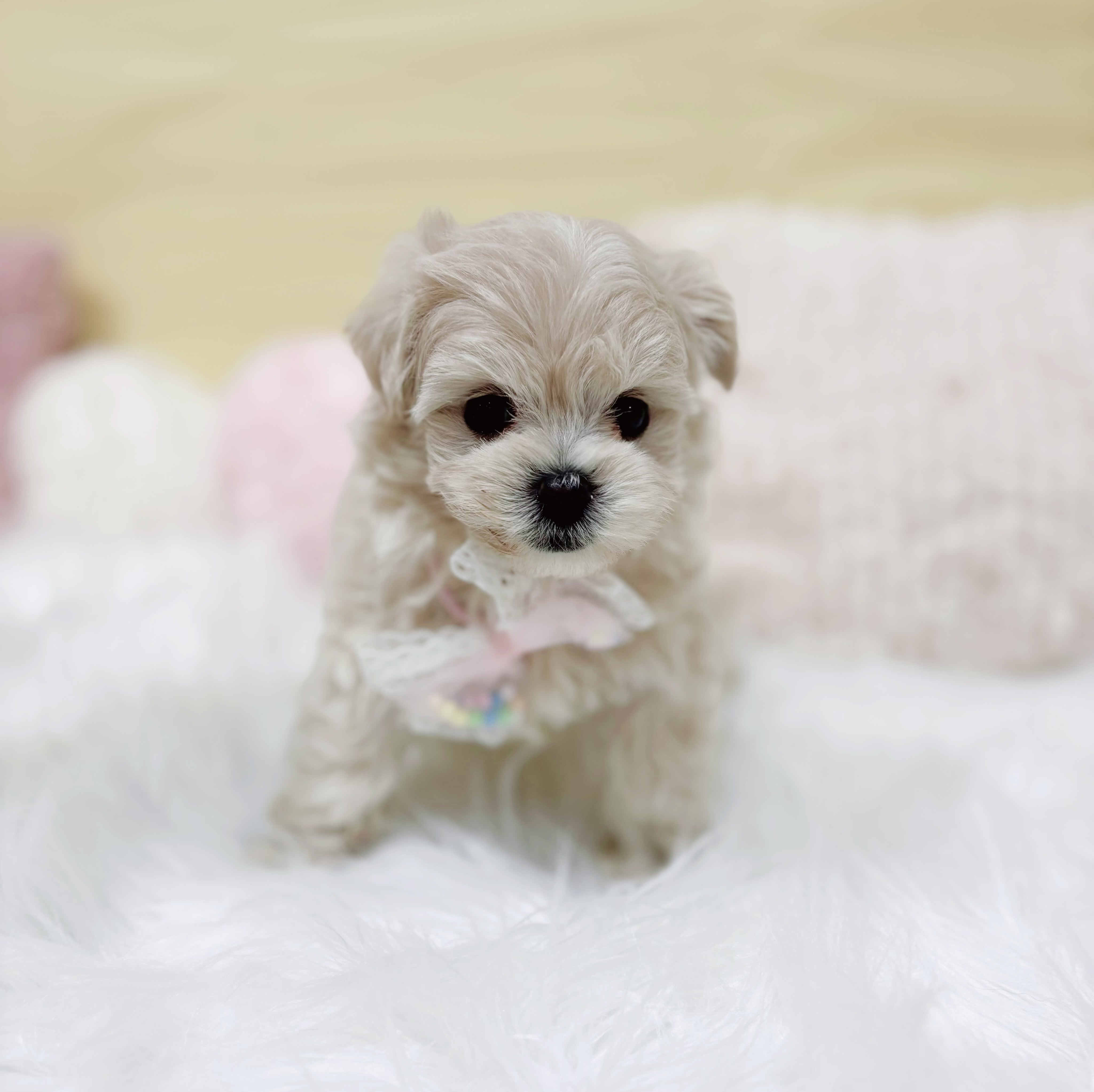 神奈川県のマルプー(マルチーズ×プードル) (犬の家＆猫の里元住吉ブレーメン通り店/2026年1月27日生まれ/男の子/アプリコット)の子犬の1枚目の画像