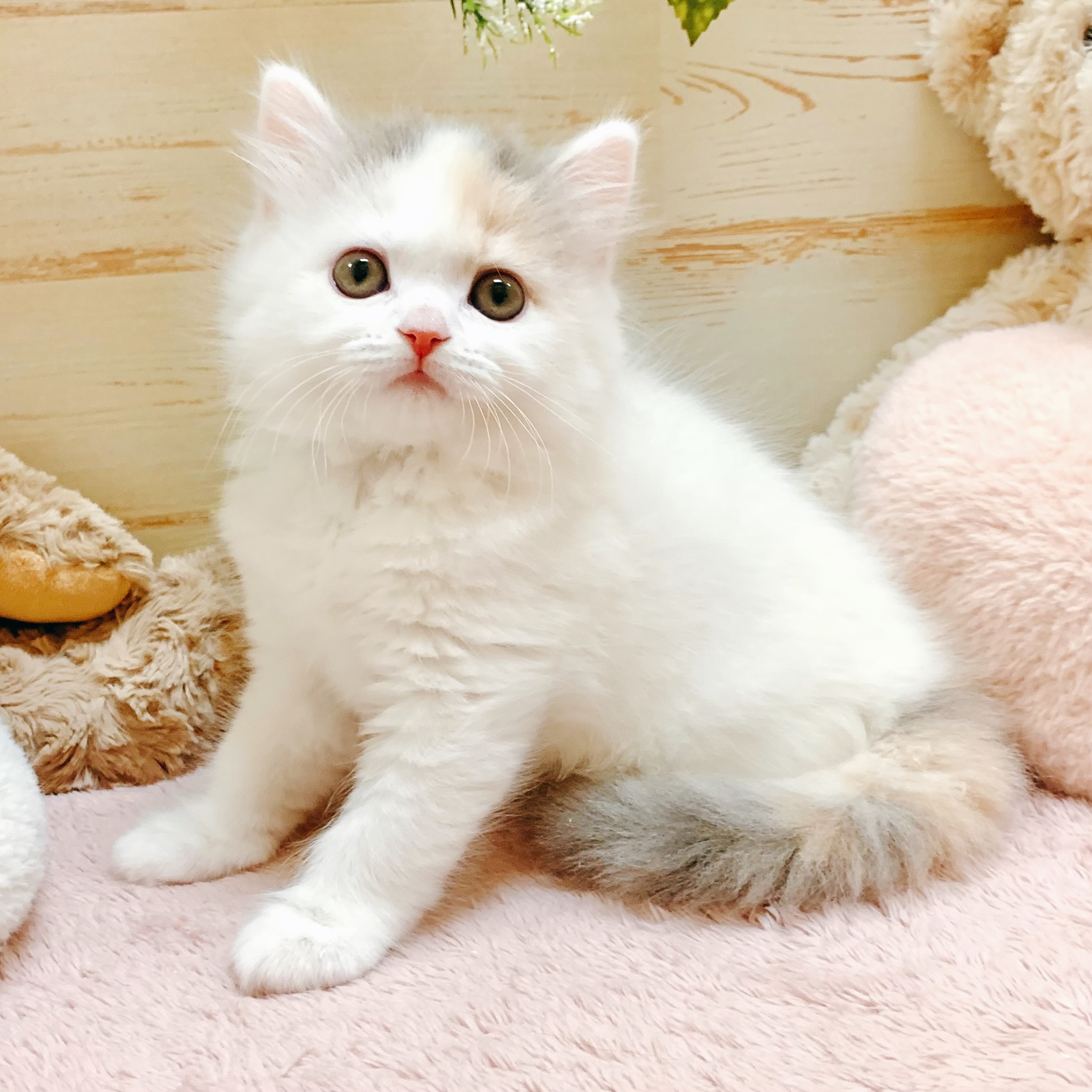 生体画像８