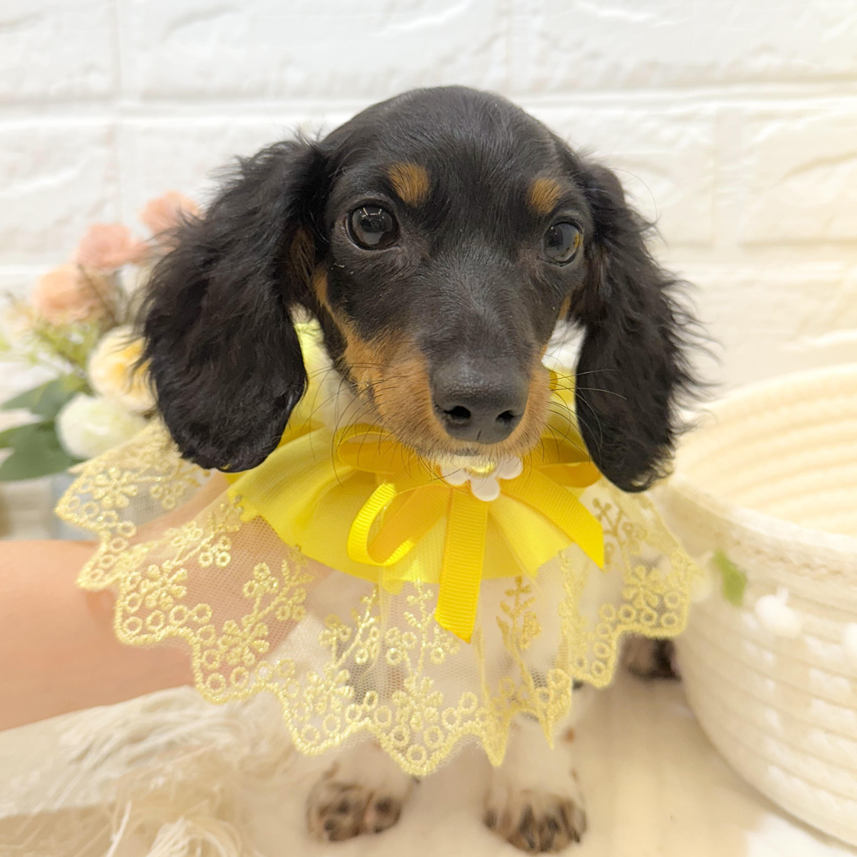 静岡県のミニチュアダックスフンド(ロング) (犬の家＆猫の里富士店/2025年5月7日生まれ/女の子/ブラックタンパイボールド)の子犬の1枚目の画像