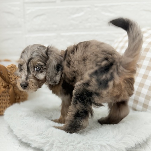 2025年7月19日生まれのダップー(ダックス×プードル)の8枚目の写真