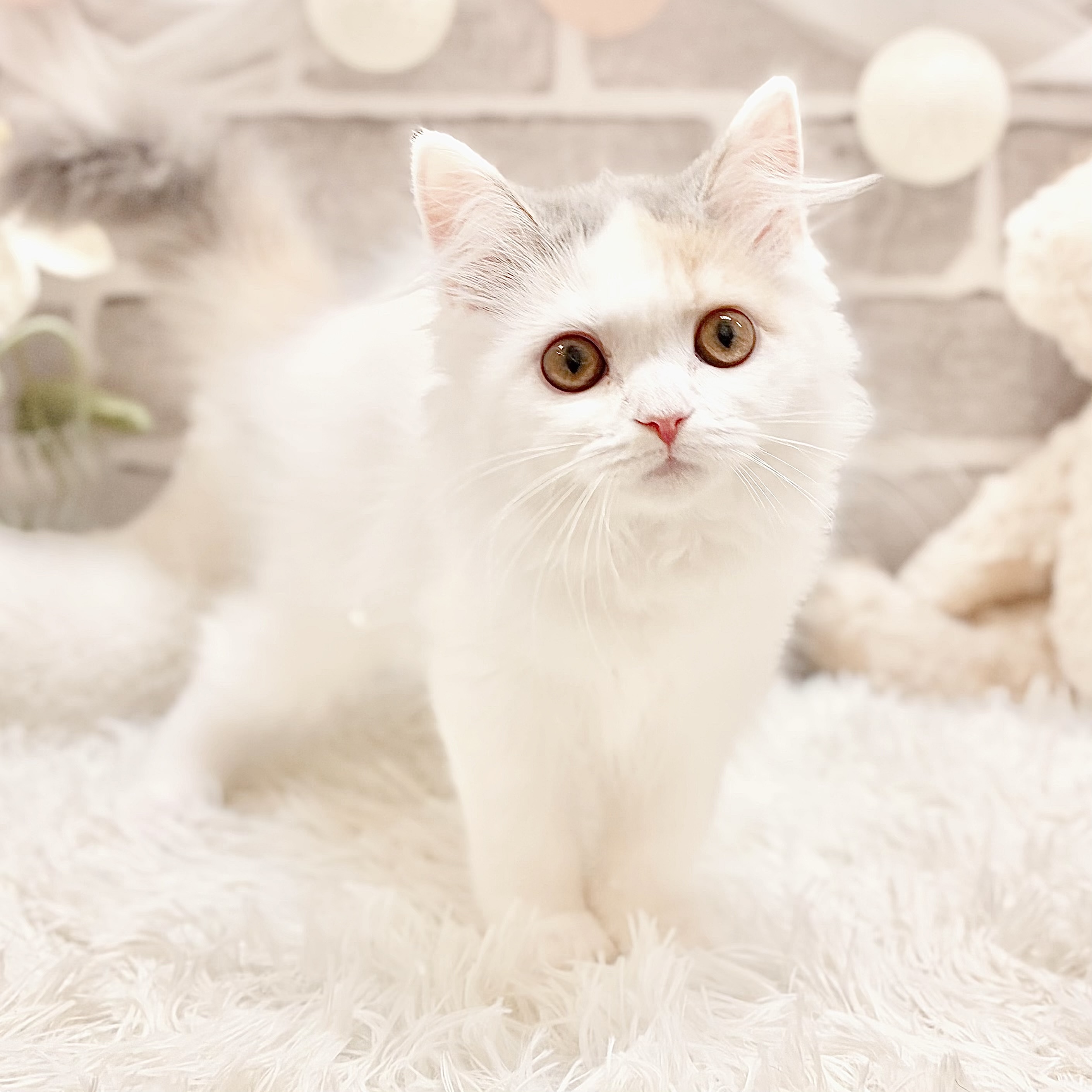 兵庫県のマンチカン (犬の家＆猫の里神戸店/2026年2月6日生まれ/女の子/ダイリュートキャリコ)の子猫の1枚目の画像