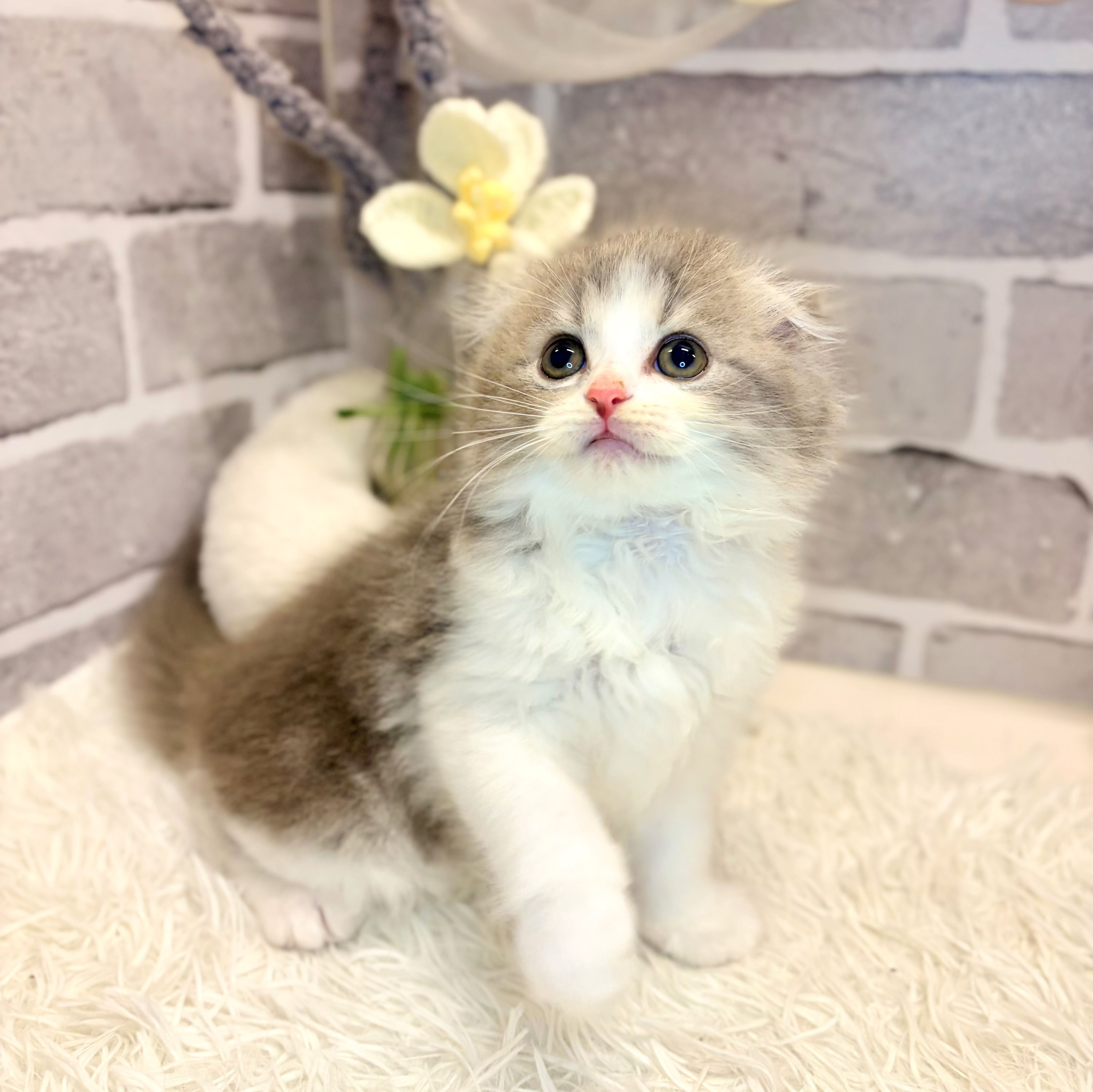 生体画像８