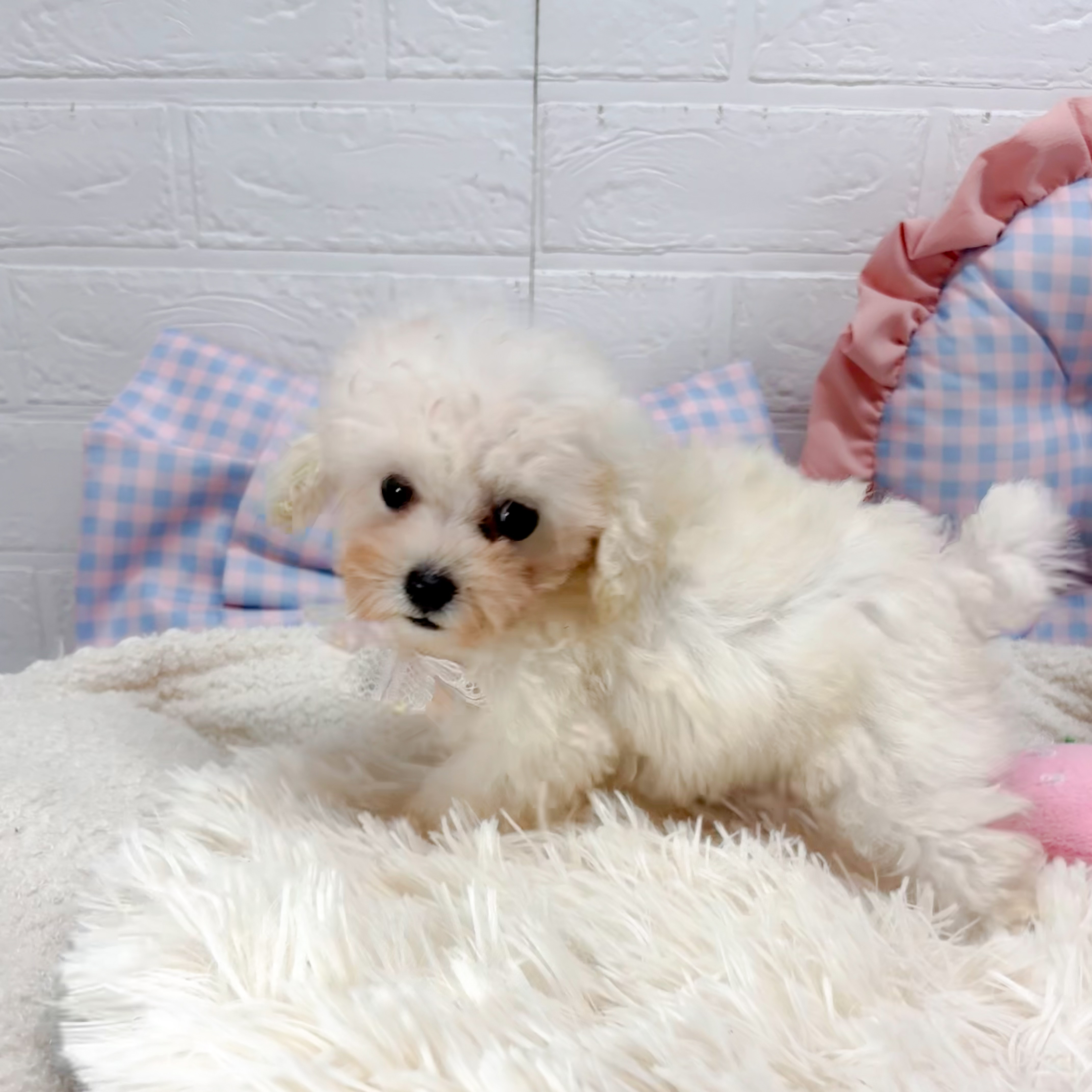 神奈川県のティーカッププードル (犬の家＆猫の里モザイクモール港北店/2025年7月7日生まれ/男の子/ホワイト)の子犬の1枚目の画像