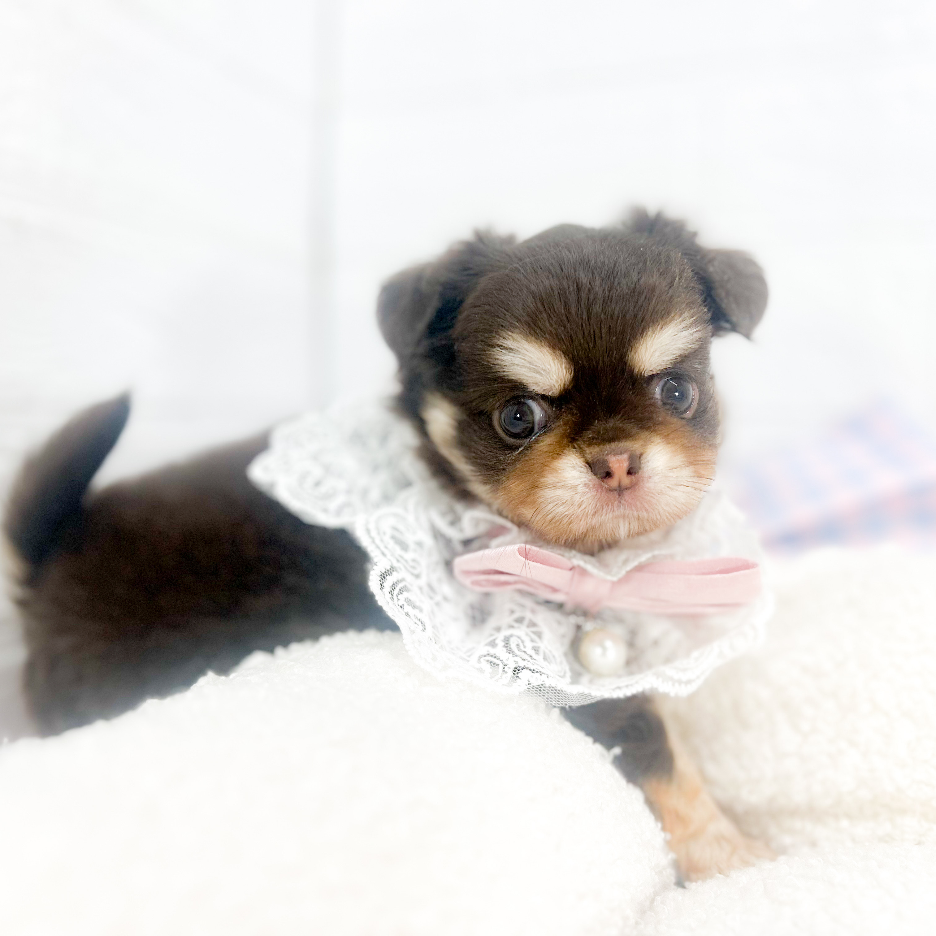 2025年7月1日生まれのチワワ(ロング)の8枚目の写真