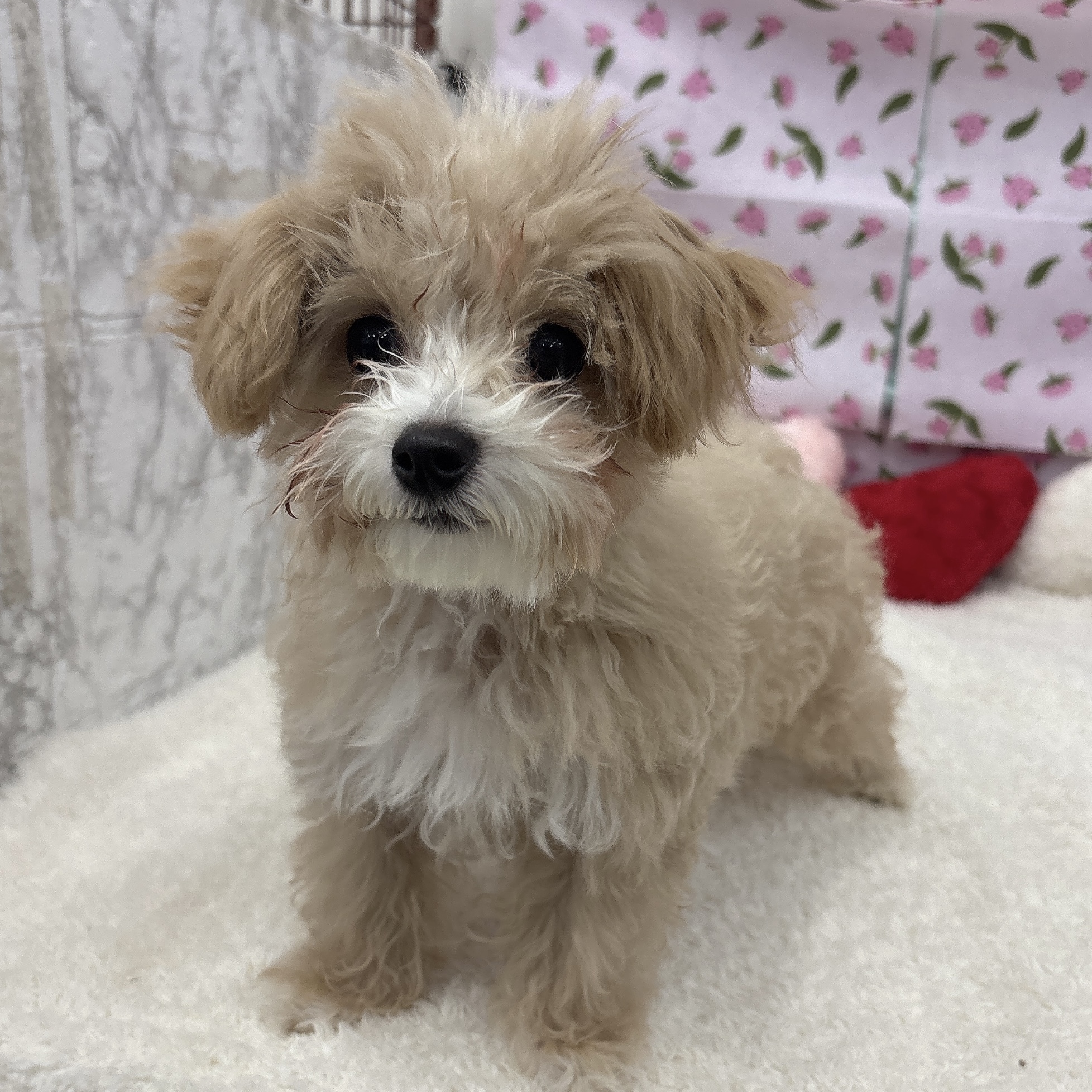 愛知県のマルプー(マルチーズ×プードル) (犬の家＆猫の里エアポートウォーク店/2026年3月5日生まれ/男の子/クリームホワイト)の子犬の1枚目の画像