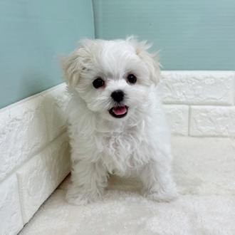 静岡県のマルチーズ (犬の家＆猫の里マークイズ静岡店/2025年9月23日生まれ/男の子/ホワイト)の子犬の1枚目の画像
