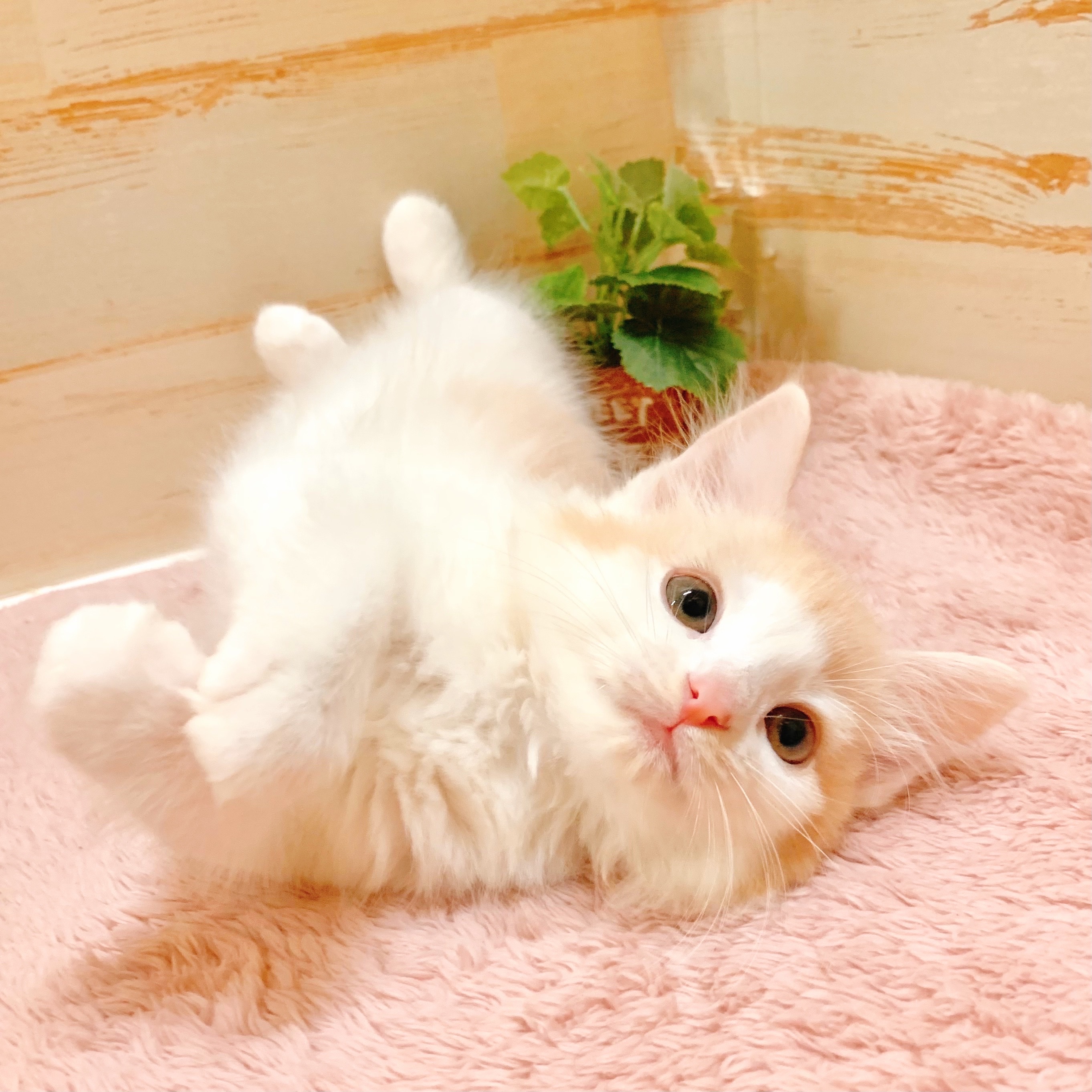 生体画像８