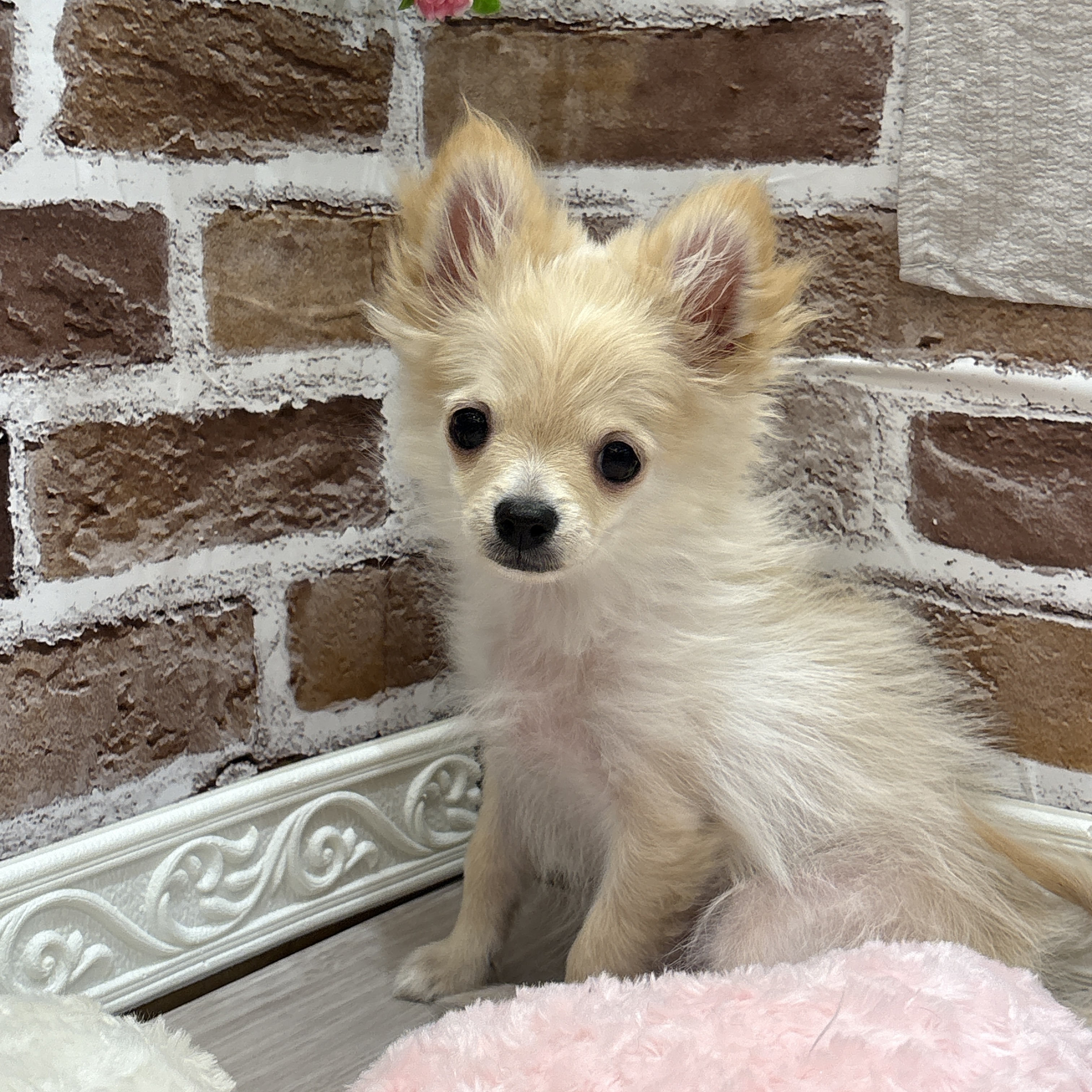 三重県のポメチワ/チワポメ/ポメチー(ポメラニアン×チワワ) (犬の家＆猫の里三重桑名店/2025年12月27日生まれ/男の子/クリーム)の子犬の1枚目の画像