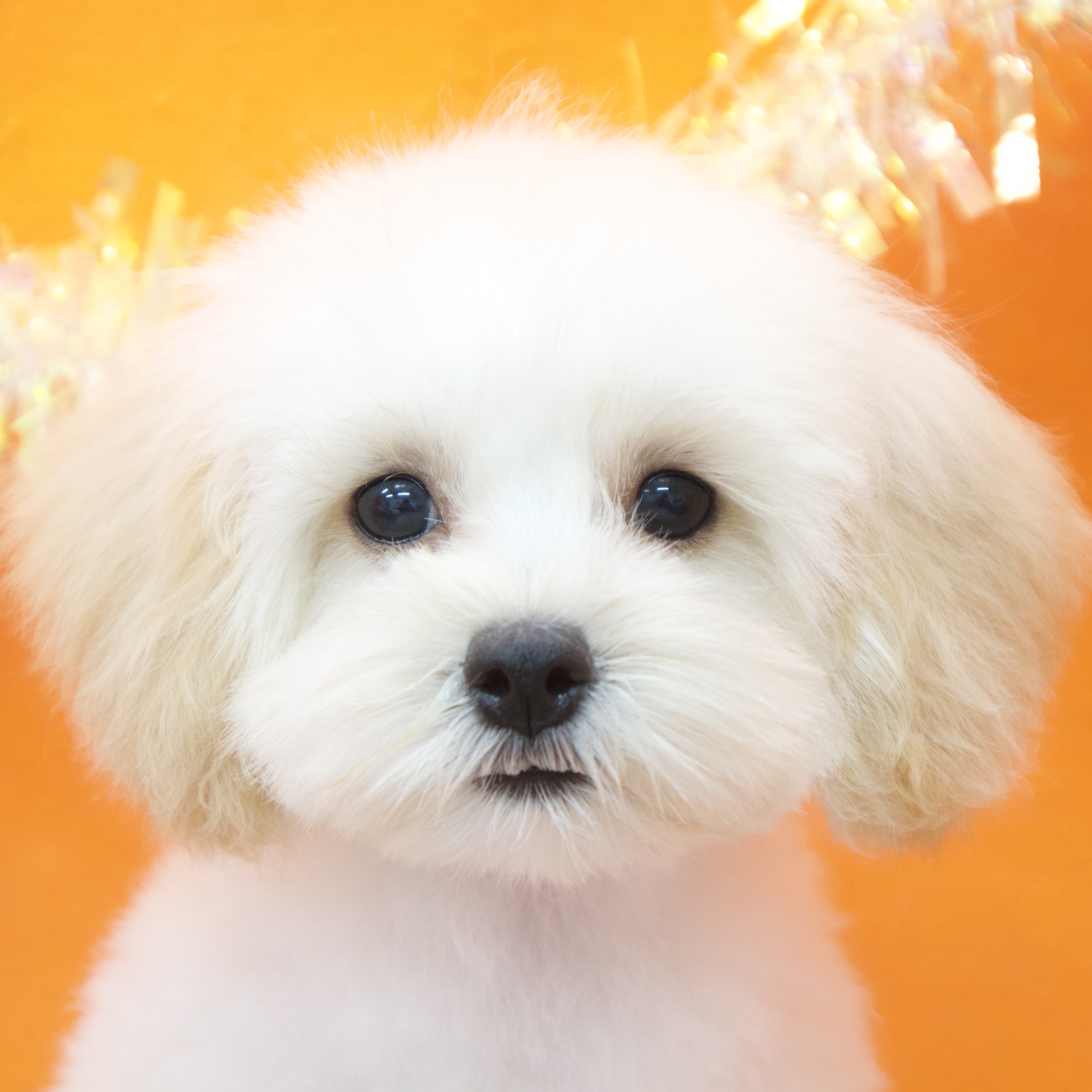 大阪府のマルプー(マルチーズ×プードル) (犬の家＆猫の里吹田店/2025年7月19日生まれ/女の子/クリーム)の子犬の1枚目の画像