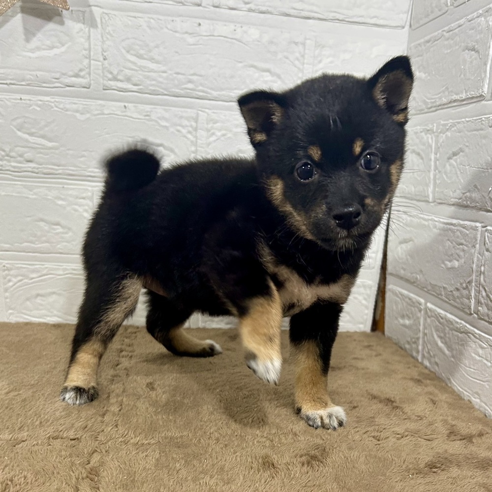 兵庫県の豆柴 (犬の家＆猫の里ニッケパークタウン加古川店/2025年6月12日生まれ/女の子/黒)の子犬の1枚目の画像