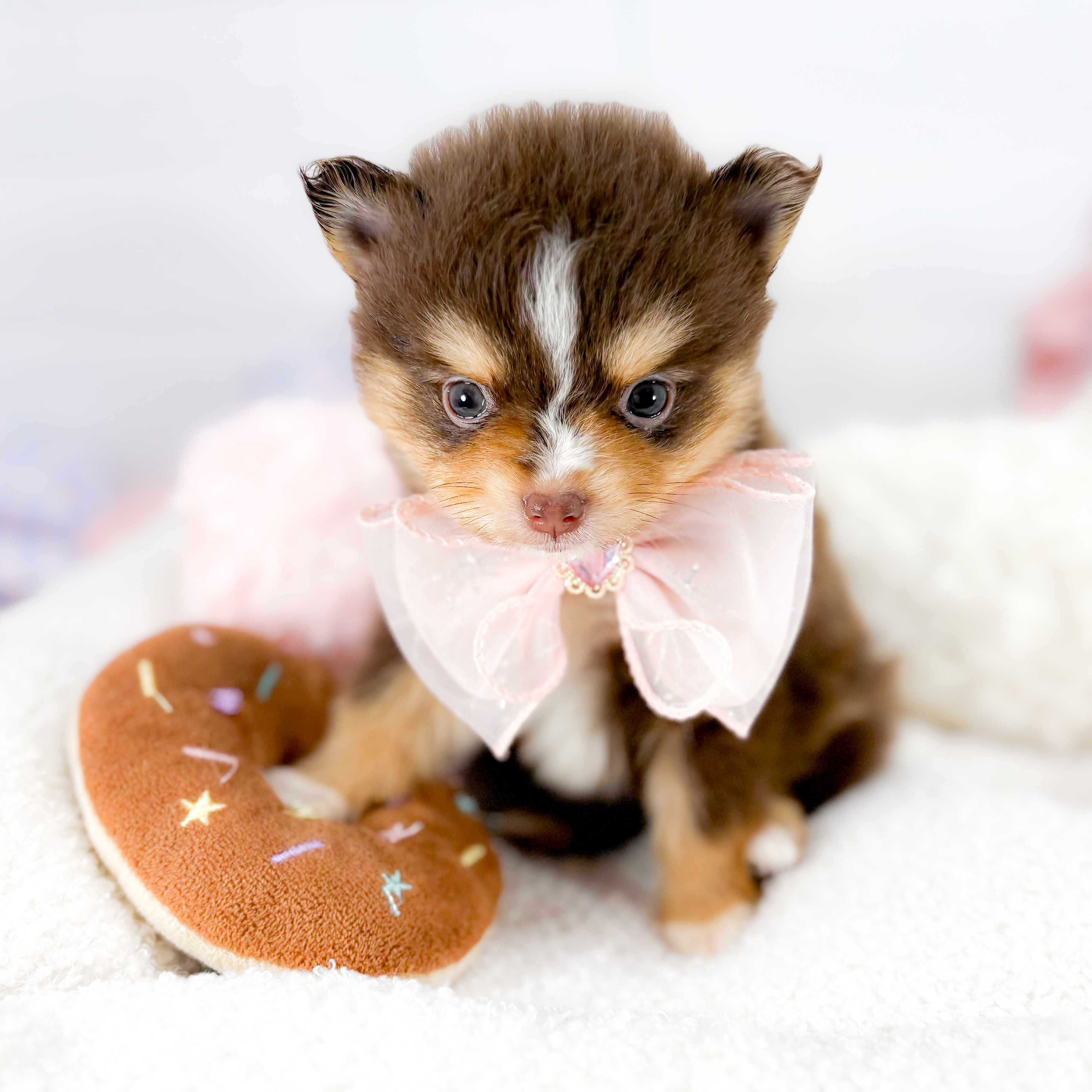 神奈川県のポメラニアン (犬の家＆猫の里元住吉ブレーメン通り店/2025年9月16日生まれ/女の子/チョコレートタンホワイト)の子犬