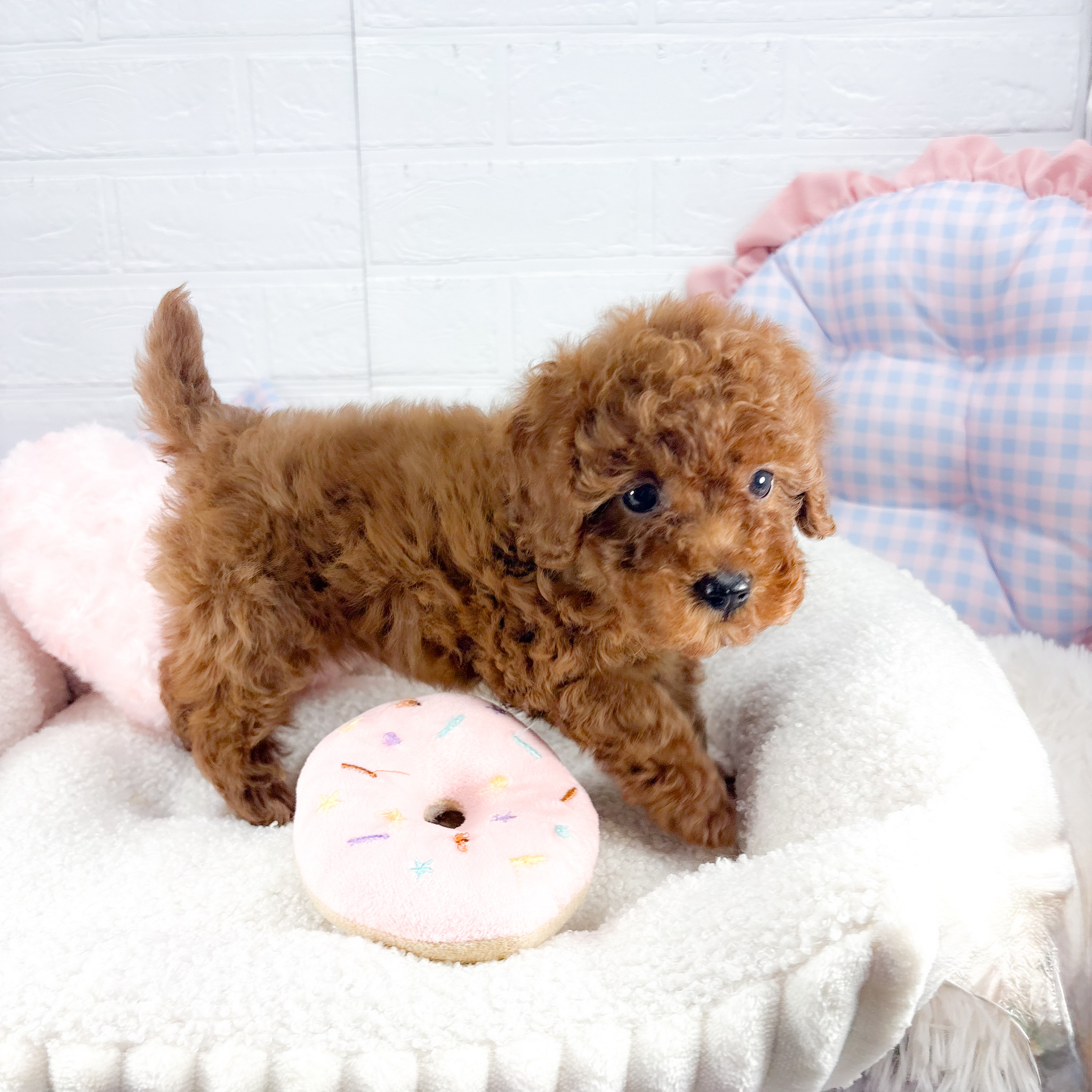 神奈川県のトイプードル(トイ) (犬の家＆猫の里元住吉ブレーメン通り店/2025年9月1日生まれ/女の子/レッド)の子犬の1枚目の画像