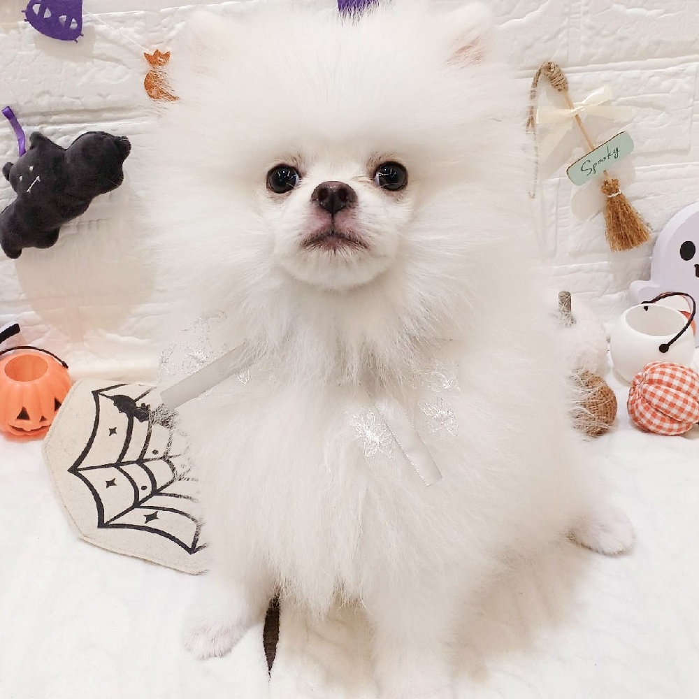 静岡県のポメラニアン (犬の家＆猫の里富士店/2025年7月1日生まれ/男の子/ホワイト)の子犬の1枚目の画像