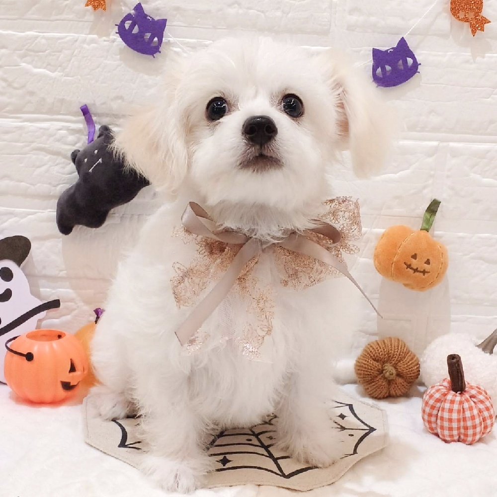 静岡県のハーフ犬・ミックス犬 (犬の家＆猫の里富士店/2025年6月28日生まれ/女の子/クリーム)の子犬の1枚目の画像