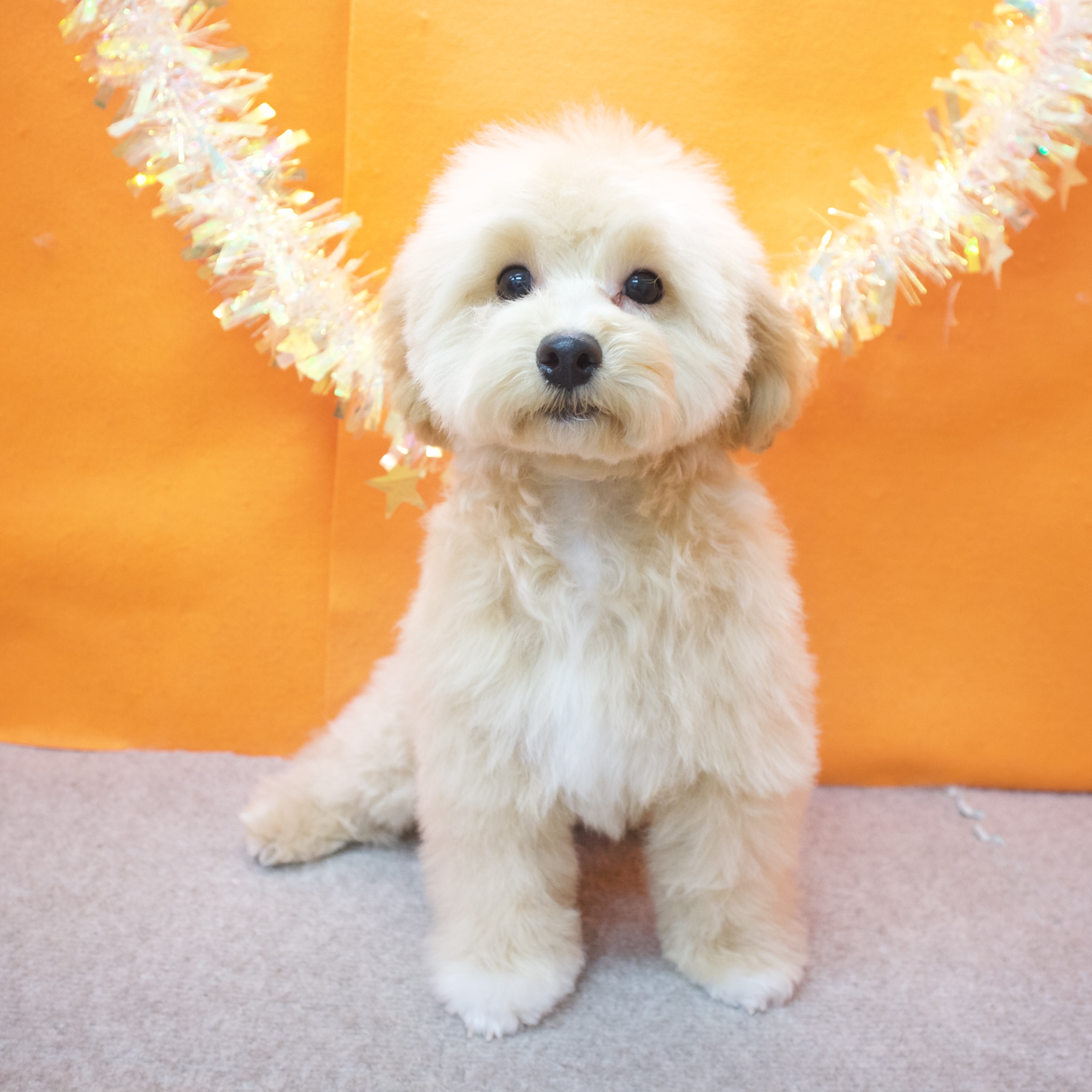 大阪府のマルプー(マルチーズ×プードル) (犬の家＆猫の里吹田店/2025年9月18日生まれ/男の子/アプリコット)の子犬の1枚目の画像