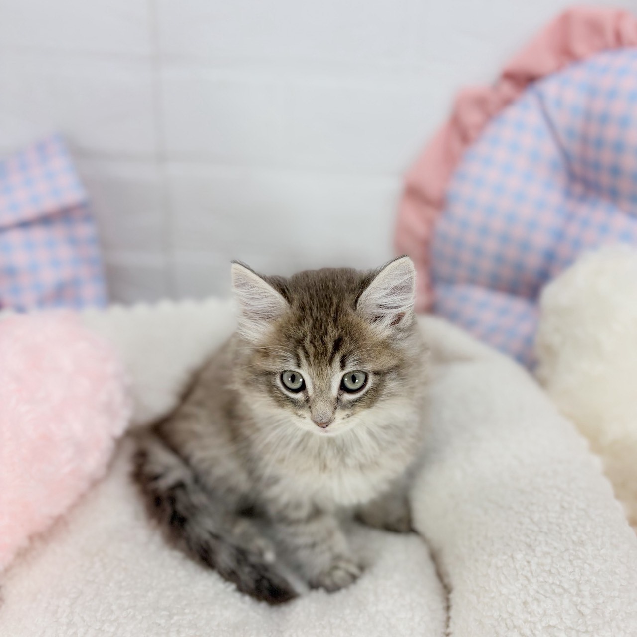 神奈川県のサイベリアン (犬の家＆猫の里元住吉ブレーメン通り店/2025年9月1日生まれ/男の子/ブルータビー)の子猫の1枚目の画像