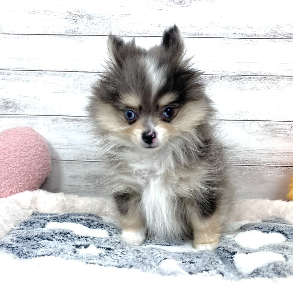 兵庫県のポメチワ/チワポメ/ポメチー(ポメラニアン×チワワ) (犬の家＆猫の里川西店/2026年1月13日生まれ/男の子/ブルーマール)の子犬の1枚目の画像