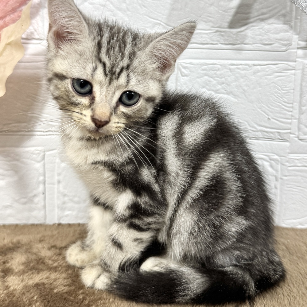 兵庫県のアメリカンショートヘアー (犬の家＆猫の里ニッケパークタウン加古川店/2025年7月1日生まれ/女の子/シルバータビー)の子猫の1枚目の画像