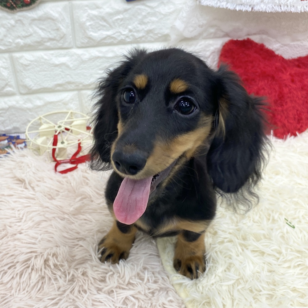 愛知県のミニチュアダックスフンド(ロング) (犬の家＆猫の里MEGAドン・キホーテ東海名和店/2025年7月22日生まれ/女の子/ブラックタン)の子犬の1枚目の画像