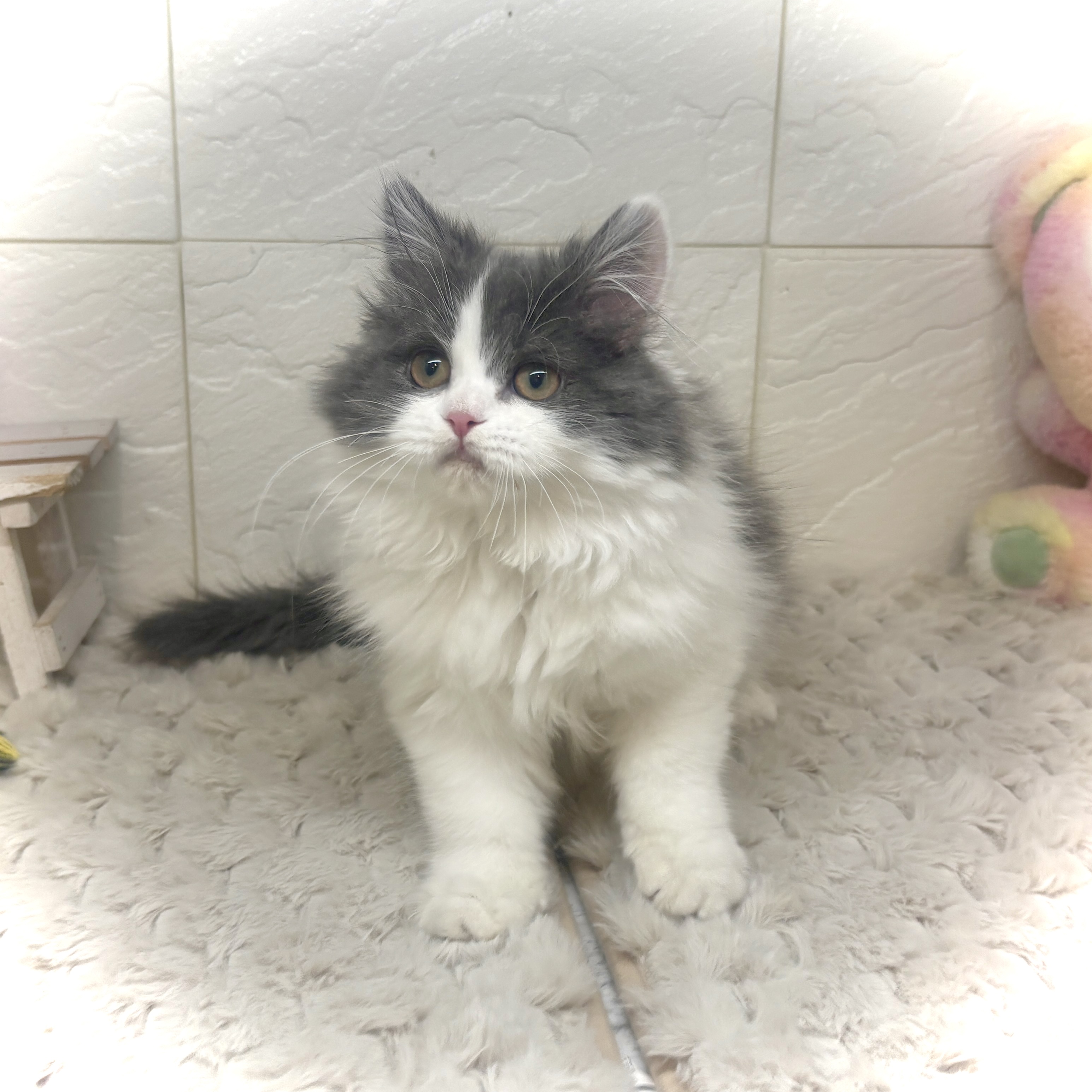 兵庫県のブリティッシュロングヘアー (犬の家＆猫の里ゆめタウン姫路店/2025年10月12日生まれ/女の子/ブルーホワイト)の子猫の1枚目の画像