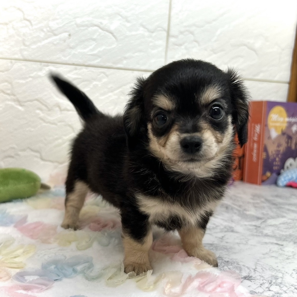 兵庫県のチワックス(チワワ×ダックス) (犬の家＆猫の里ゆめタウン姫路店/2025年8月17日生まれ/女の子/ブラッククリーム)の子犬の1枚目の画像