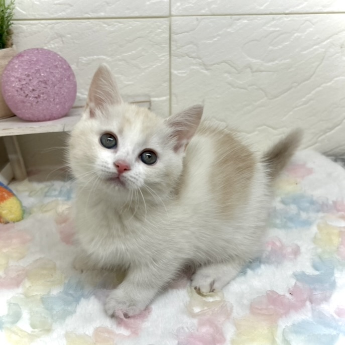 マンチカン女の子の写真