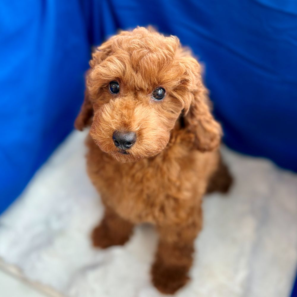 愛知県のトイプードル(トイ) (犬の家＆猫の里愛知刈谷店/2025年7月15日生まれ/男の子/レッド)の子犬の1枚目の画像