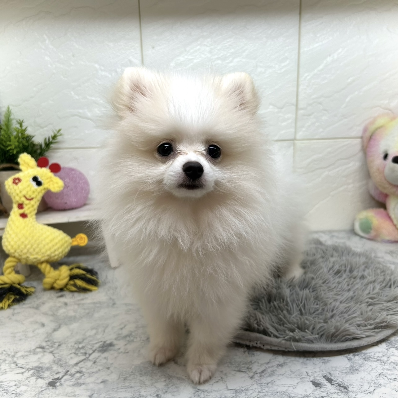 兵庫県のポメラニアン (犬の家＆猫の里ゆめタウン姫路店/2025年4月10日生まれ/男の子/ホワイトクリーム)の子犬の1枚目の画像