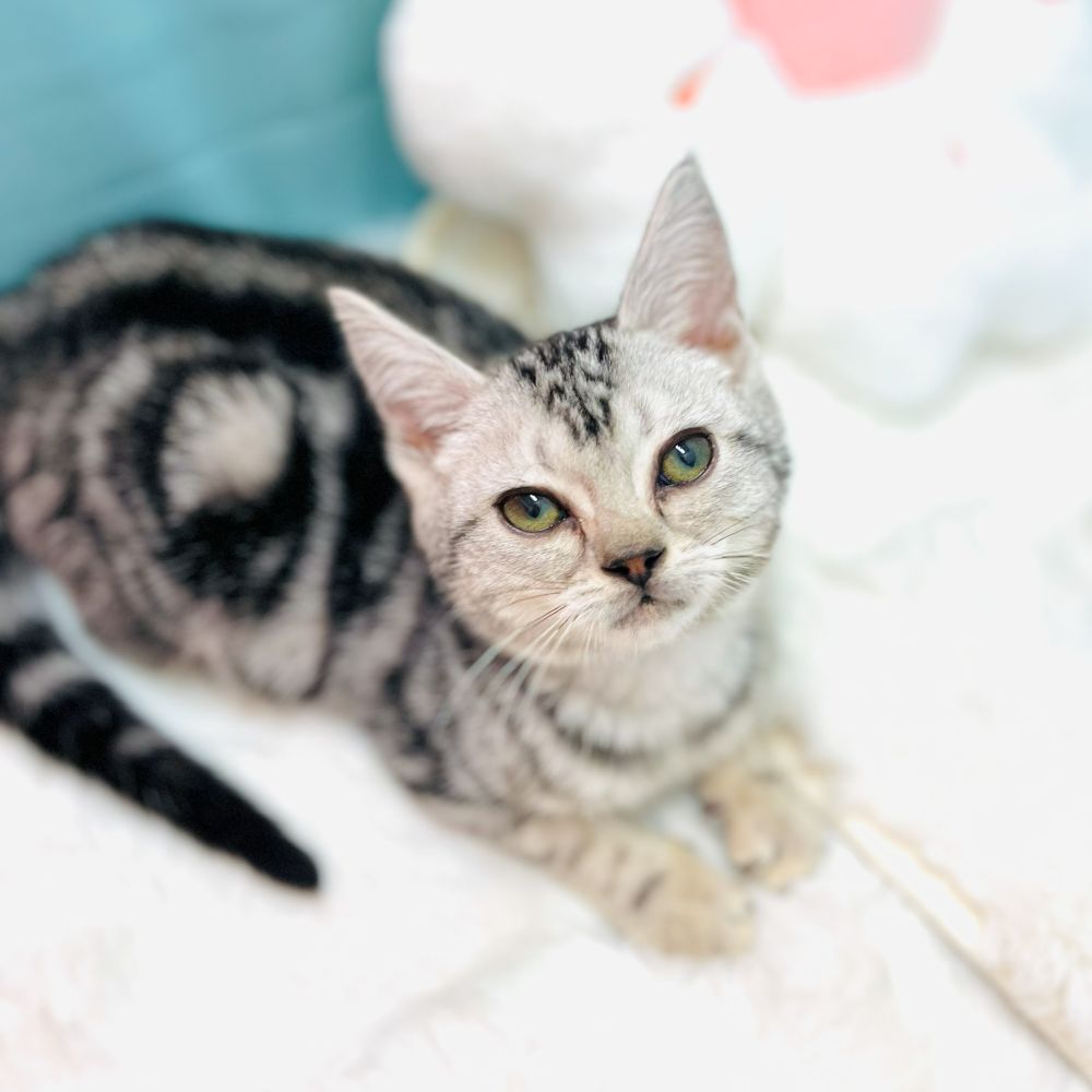 アメリカンショートヘア男の子の写真