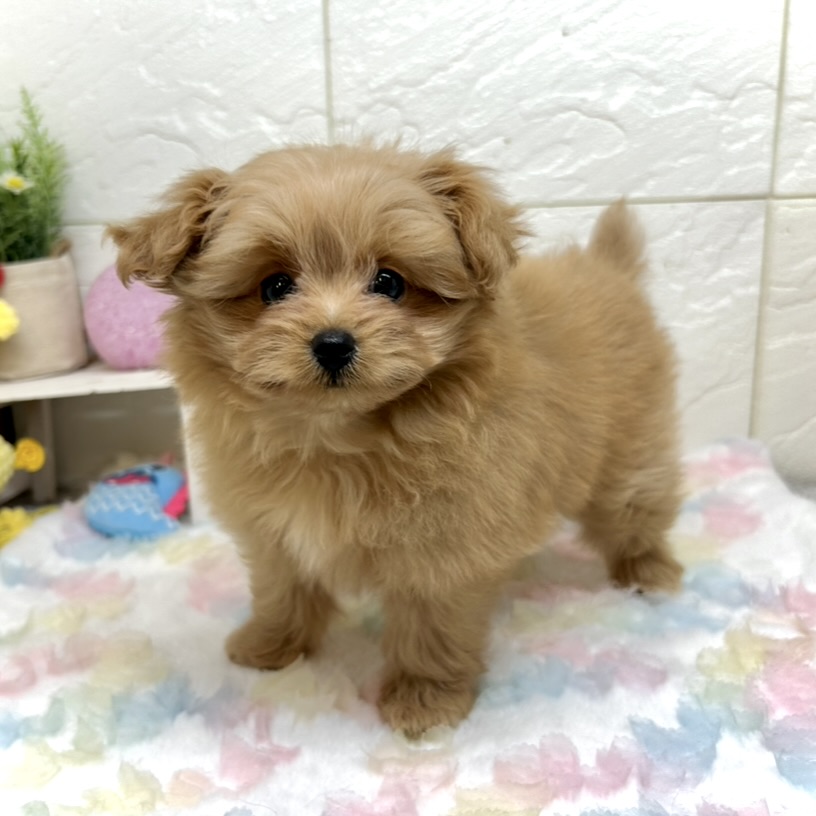 兵庫県のポメプー(ポメラニアン×プードル) (犬の家＆猫の里ゆめタウン姫路店/2025年9月4日生まれ/女の子/アプリコット)の子犬の1枚目の画像