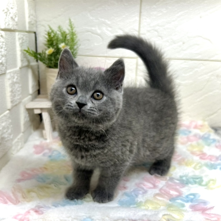 兵庫県のスコティッシュフォールド (犬の家＆猫の里ゆめタウン姫路店/2025年10月28日生まれ/男の子/ブルー)の子猫の1枚目の画像