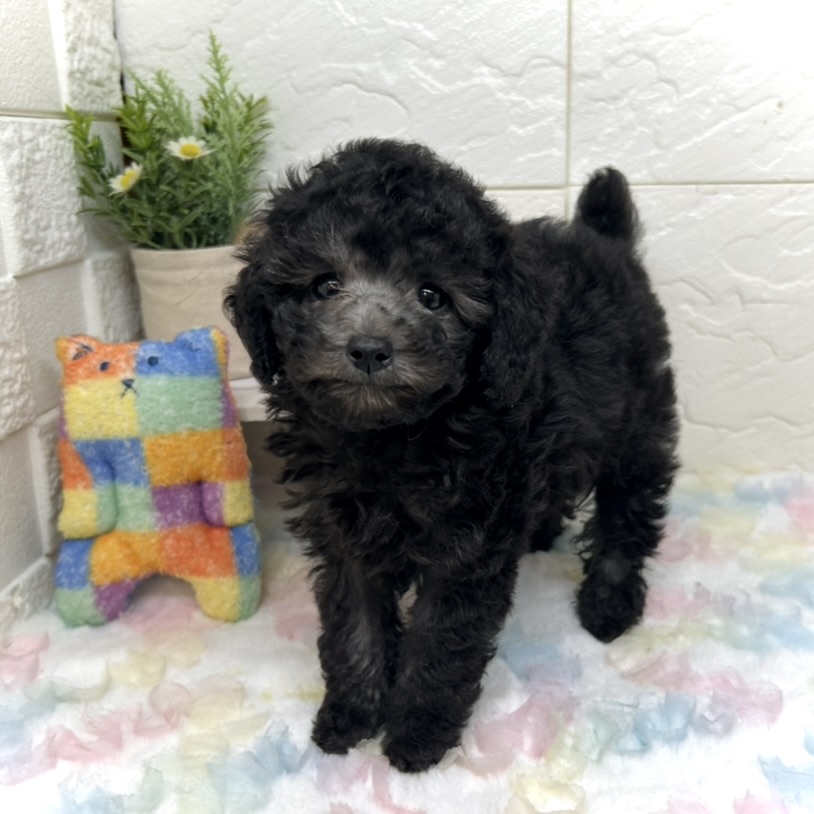 兵庫県のトイプードル(トイ) (犬の家＆猫の里ゆめタウン姫路店/2025年9月9日生まれ/女の子/グレー)の子犬の1枚目の画像