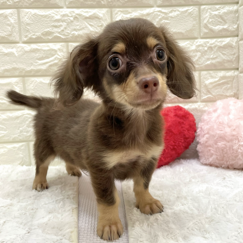 愛知県のチワックス(チワワ×ダックス) (犬の家＆猫の里アミーゴ神の倉店/2026年7月5日生まれ/男の子/チョコレートタン)の子犬の1枚目の画像