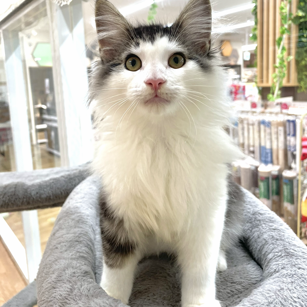 愛知県のノルウェージャンフォレストキャット (犬の家＆猫の里アミーゴ神の倉店/2026年6月13日生まれ/男の子/ブラウンタビーホワイト)の子猫の1枚目の画像
