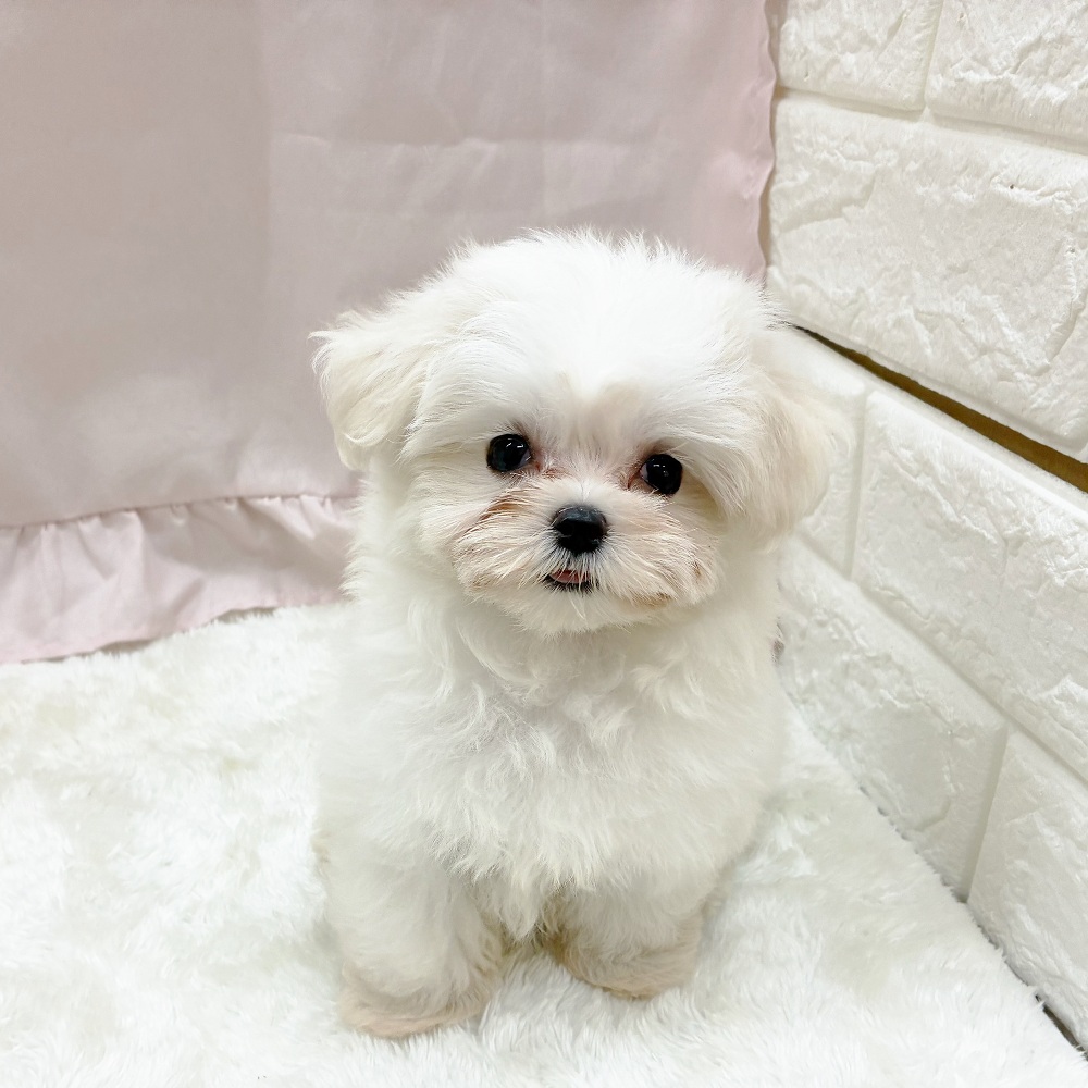 愛知県のマルチーズ (犬の家＆猫の里アミーゴ神の倉店/2025年6月28日生まれ/女の子/ホワイト)の子犬の1枚目の画像