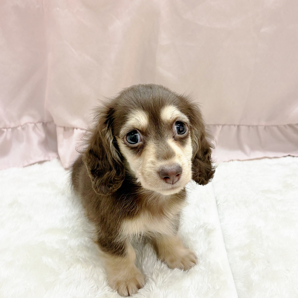 愛知県のミニチュアダックスフンド(ロング) (犬の家＆猫の里アミーゴ神の倉店/2025年6月30日生まれ/女の子/チョコレートイエロー)の子犬の1枚目の画像