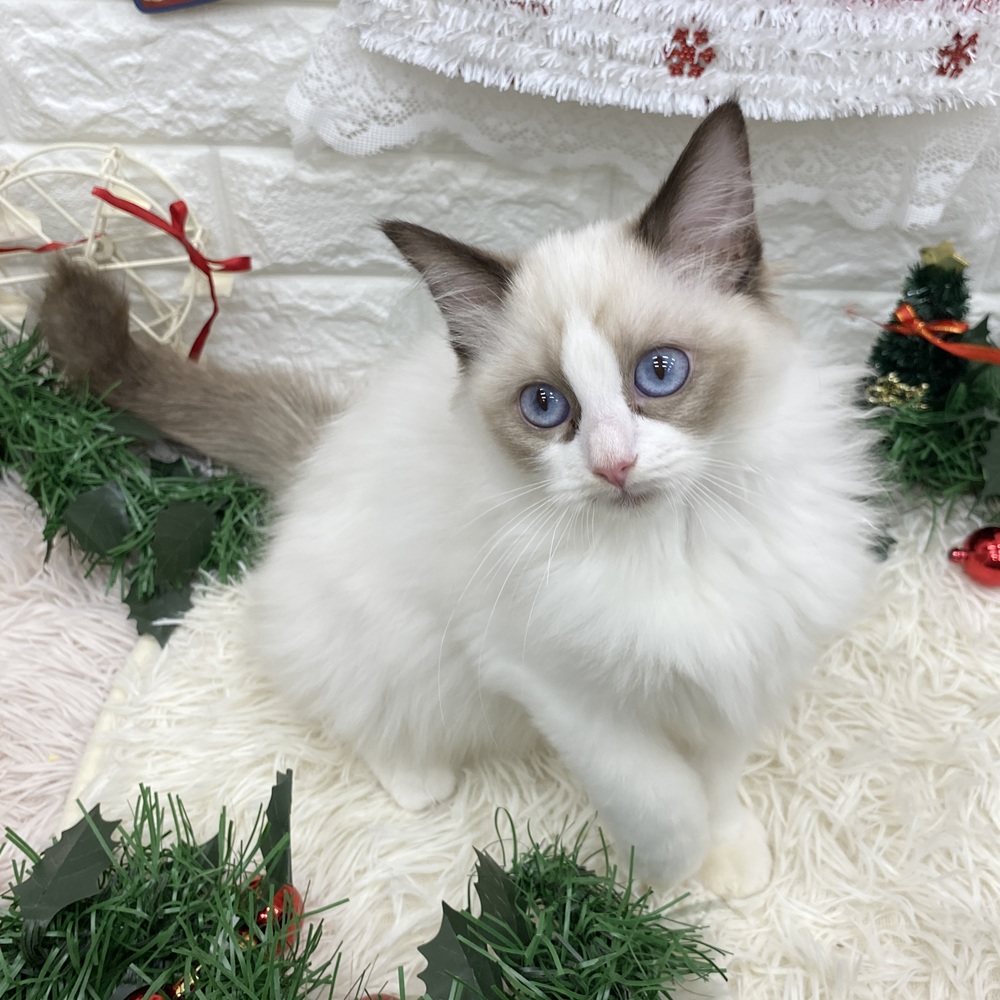 愛知県のラグドール (犬の家＆猫の里MEGAドン・キホーテ東海名和店/2025年7月26日生まれ/女の子/シールポイントバイカラー)の子猫の1枚目の画像